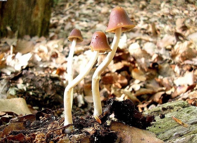 St. Chrischona ( CH )   30. Aprile 2005